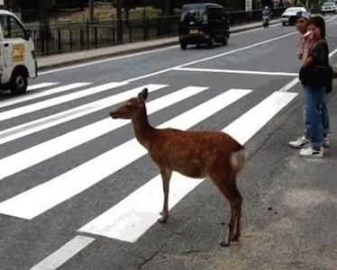 deerxing