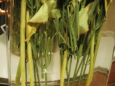 flowers060701f.JPG