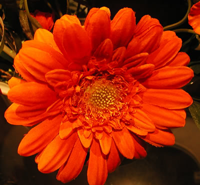 flowers062506e.JPG