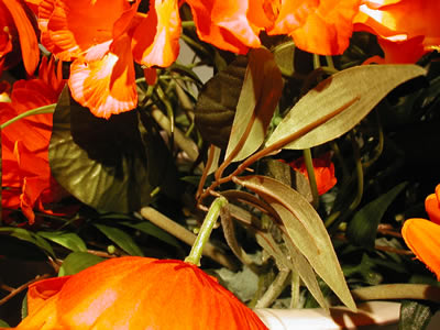 flowers063506d.JPG