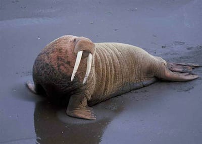 The Blogger Walrus