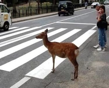 The ADHDeer-in-Headlights Syndrome