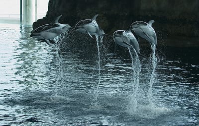 "Do you want to meet your dolphins now?"